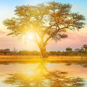 Welcome to Rabid_Hyena